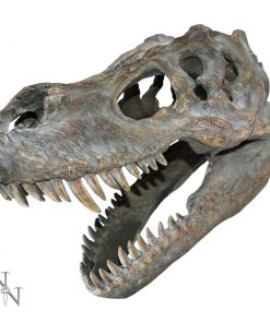Tyrannosaurus Rex Skull Small 39.5cm B/strap