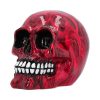 Romance (Medium) 11cm (Pack of 6)
